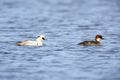 Mergus albellus, Mergellus albellus, Smew